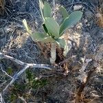 Kalanchoe grandidieri Hàbitat