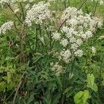 Heracleum sphondylium موطن