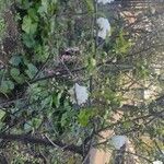Prunus glandulosa Flower
