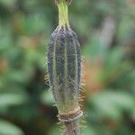 Meconopsis simplicifolia