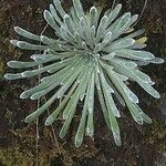 Saxifraga longifolia Leaf