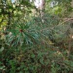 Pinus koraiensis 葉