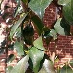 Camellia sasanqua Blatt