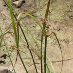 Cyperus longus Fruct