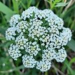 Sium latifolium Blomma