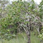 Flacourtia indica Habitus