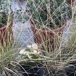 Muhlenbergia capillaris Folla