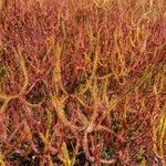 Drosera binata Blatt