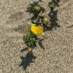 Ononis variegata Цветок