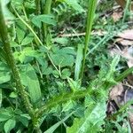 Cirsium filipendulum Leaf