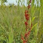 Rumex aquaticus 果