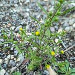 Dittrichia graveolens 整株植物