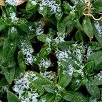 Cerastium alpinum Leaf