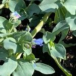 Mertensia maritima Λουλούδι