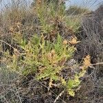Carthamus arborescens Hábito