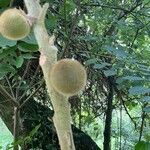 Solanum quitoense Fruit