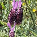 Lavandula stoechas Blüte