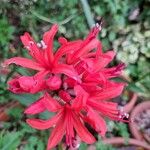 Nerine sarniensis 花