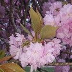 Prunus serrulataΛουλούδι