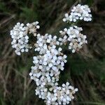 Achillea nobilis 花