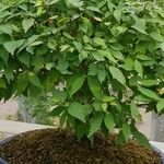 Zelkova serrata Συνήθη χαρακτηριστικά