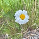 Leucanthemum pallens Fiore