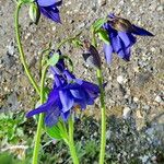 Aquilegia sibirica Flower