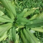 Curcuma longa Leaf