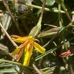 Hypochaeris robertia Flor