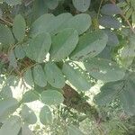 Dalbergia hupeana Hoja