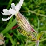 Silene latifolia Flors