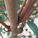 Chrysophyllum cainito Corteza