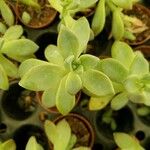 Sedum palmeri ഇല