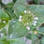 Richardia scabra Fleur