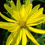 Silphium perfoliatum Çiçek