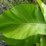 Tectona grandis Hoja