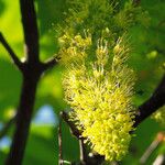 Acer pseudoplatanus 花