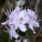 Rhododendron yunnanense പുഷ്പം