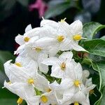 Solanum laxum Flower