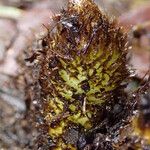 Coniogramme africana Otro