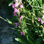 Pedicularis gyroflexa Habit