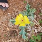 Argemone mexicana Flor