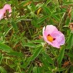 Cistus x purpureus Alkat (teljes növény)