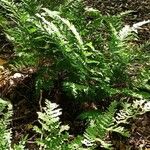 Dryopteris carthusiana Habitat