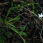 Montia parvifolia Habitus