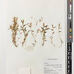 Trichopteryx elegantula Άλλα