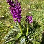 Anacamptis morioFlower