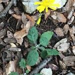 Hieracium glaucinum Habit