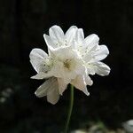 Armeria leucocephala Цвят