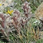 Castilleja nana Hábito